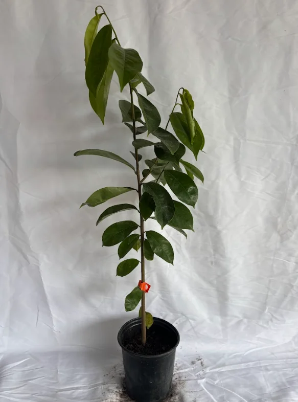 Soursop Fruit Tree - 1-2 Ft Live Plant in Gallon Pot Tropical Fruit