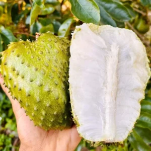 Soursop Fruit Tree - 1-2 Ft Live Plant in Gallon Pot Tropical Fruit