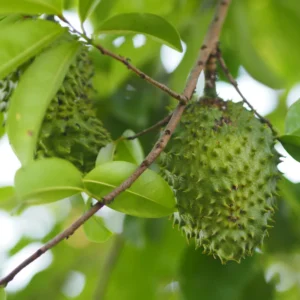 Soursop Fruit Tree - 1-2 Ft Live Plant in Gallon Pot Tropical Fruit