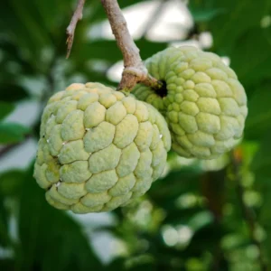 Sugar Apple Tree - Custard Apple Tree Plant in 1 Gallon Pot