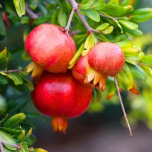 Pomegranate Fruit Tree 3 Gallon Pot - Grow Your Own Fruit