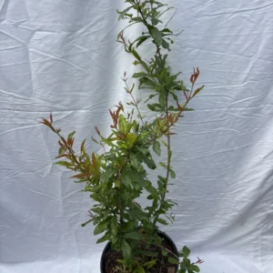 Pomegranate Fruit Tree 3 Gallon Pot - Grow Your Own Fruit