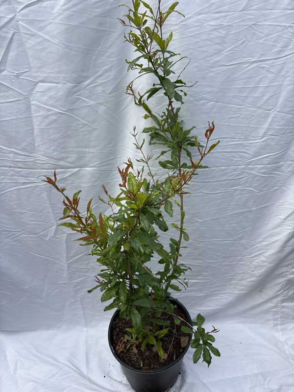 Pomegranate Fruit Tree 3 Gallon Pot - Grow Your Own Fruit