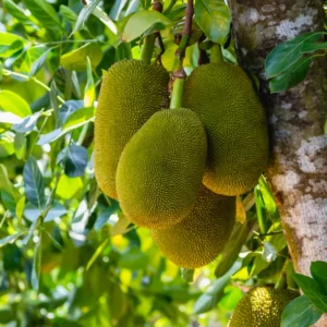 Jackfruit Tree - 1-2 Ft Tall - Fruit Tree in Gal Pot