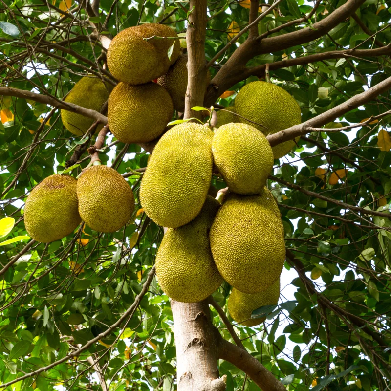 Jackfruit Tree - 1-2 Ft Tall - Fruit Tree in Gal Pot