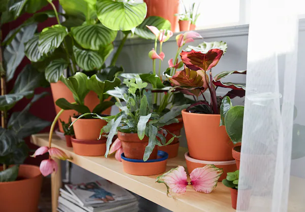 indoor plants for mother's day