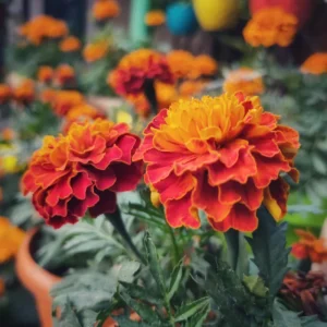 Marigold Plant Live Flowers - 4 Inch Potted Garden Plant