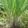 Lemongrass Plants - Pack of 3 Live Rooted Plants for Gardening