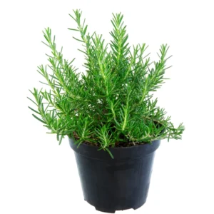 Tuscan Blue Rosemary Plants Set - Live Rosemary Plant 4 Inch