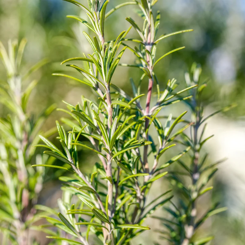 Tuscan Blue Rosemary Plants Set - Live Rosemary Plant 4 Inch