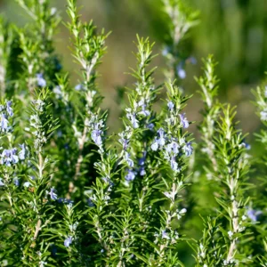 Tuscan Blue Rosemary Plants Set - Live Rosemary Plant 4 Inch