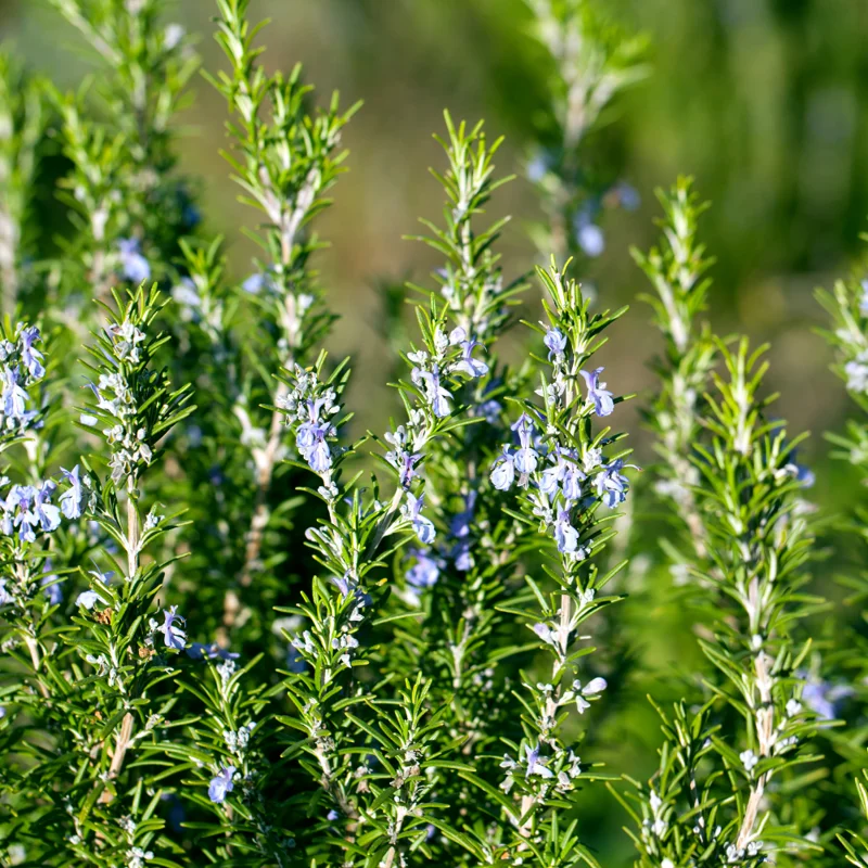 Tuscan Blue Rosemary Plants Set - Live Rosemary Plant 4 Inch