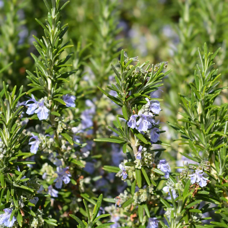 Tuscan Blue Rosemary Plants Set - Live Rosemary Plant 4 Inch