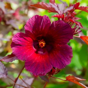 Cranberry Hibiscus Plants Set - 2 Live Hibiscus Acetosella Outdoor Starters
