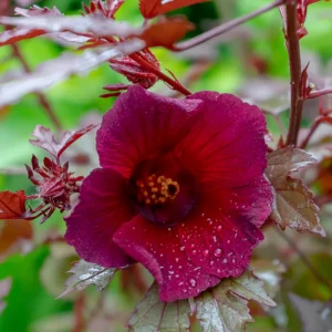Hibiscus Acetosella Plants Live - 2 Cranberry Hibiscus, 4-7 Inches, No Pot