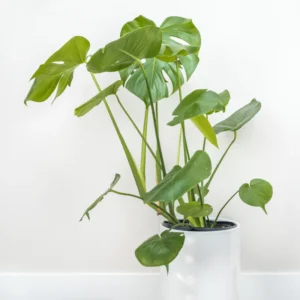 Monstera Deliciosa Plant Live - Green House Plant for Indoor Planting