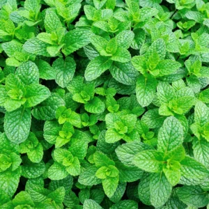 Chocolate Mint Plants - 3 Live Plants - 4-5 inch Height - No Pot