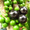 Jaboticaba Tree Live Plant - Starter Fruit Plant 1 Feet Tall Rooted