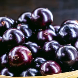 Jaboticaba Tree Live Plant - Starter Fruit Plant 1 Feet Tall Rooted