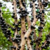 Jaboticaba Tree Starter Plant - 1 Feet Tall Bareroot - Fruit Plant for Planting Outside