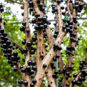 Jaboticaba Tree Starter Plant - 1 Feet Tall Bareroot - Fruit Plant for Planting Outside