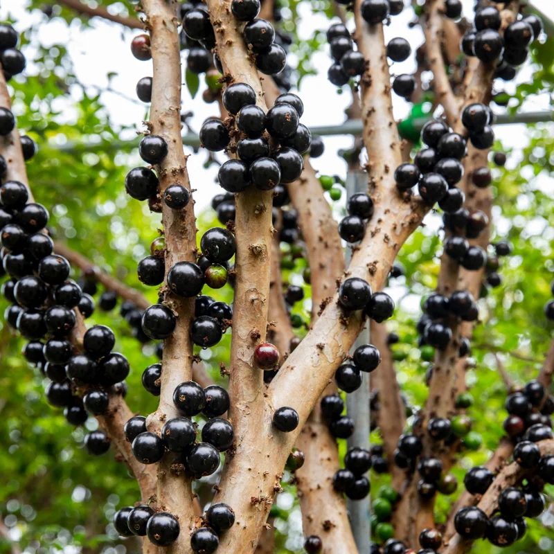 Jaboticaba Tree Starter Plant - 1 Feet Tall Bareroot - Fruit Plant for Planting Outside