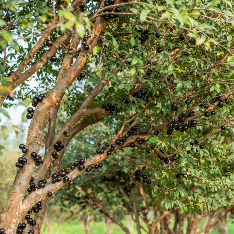 Jaboticaba Tree Starter Plant - 1 Feet Tall Bareroot - Fruit Plant for Planting Outside