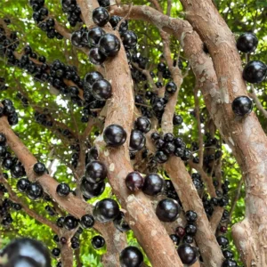 Jaboticaba Tree Starter Plant - 1 Feet Tall Bareroot - Fruit Plant for Planting Outside