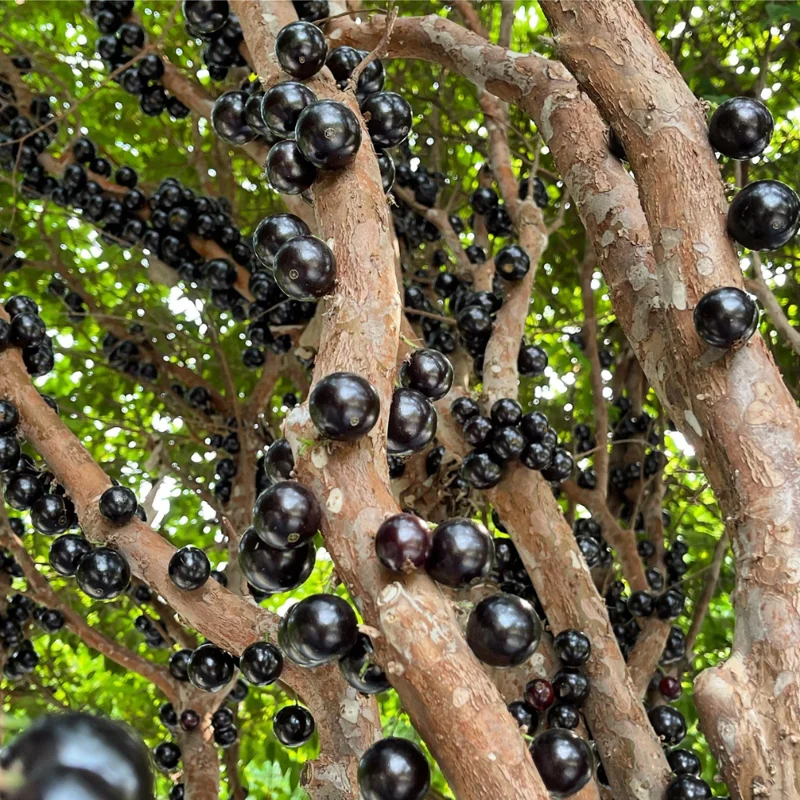 Jaboticaba Tree Starter Plant - 1 Feet Tall Bareroot - Fruit Plant for Planting Outside