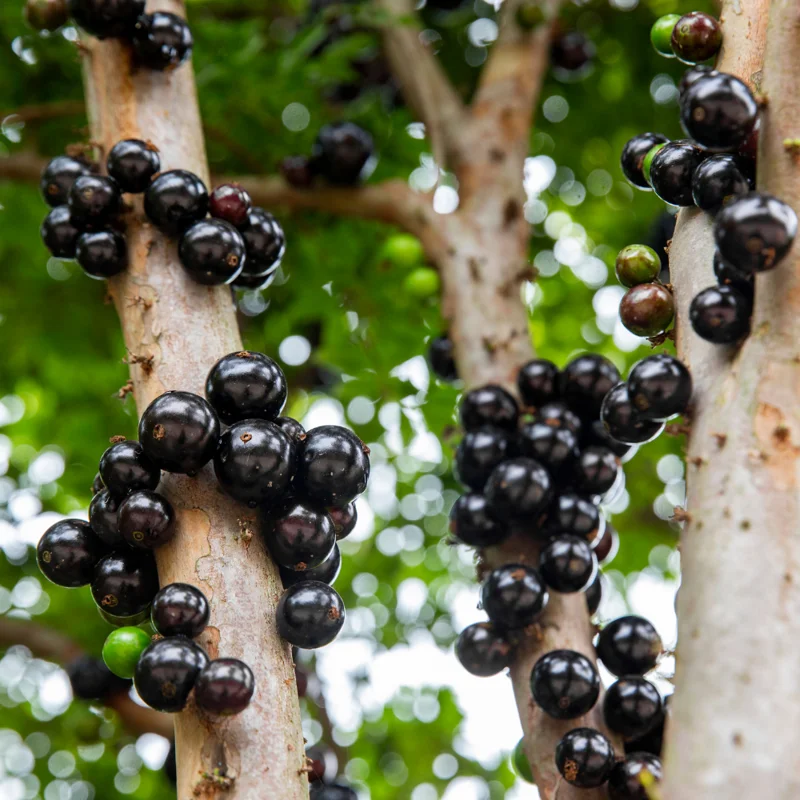 Jaboticaba Tree Starter Plant - 1 Feet Tall Bareroot - Fruit Plant for Planting Outside