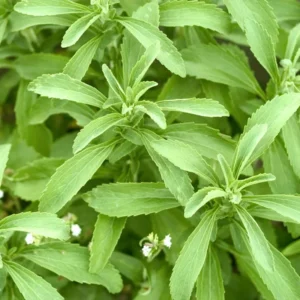 Stevia Plants Live Set - 4 Seedlings, 4 Inches Height, Gardening Herbs