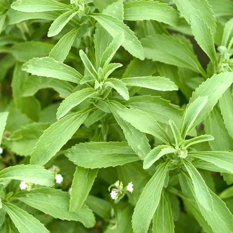 Stevia Plants Live Set - 4 Seedlings, 4 Inches Height, Gardening Herbs