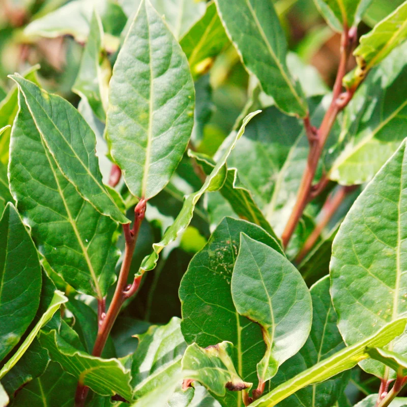 Bay Laurel Plant Live Laurus Nobilis - 4 Inch Height Cooking Herb