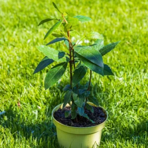 Bay Laurel Tree Herb Plant Live Laurus Nobilis 6-8 Inches Bareroot