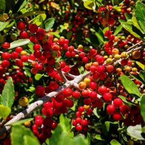 Weeping Yaupon Holly Tree - 4-6 Inches - Garden Ready