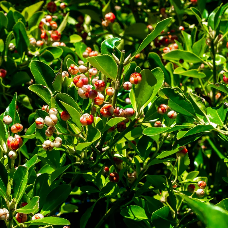 Weeping Yaupon Holly Tree - 4-6 Inches - Garden Ready