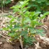 Peanut Bean Plant Live Vegetable Plant 4-5 Inches Gardening