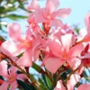 Pink Oleander Plant Live Hardy Oleander Tree Flower Bush