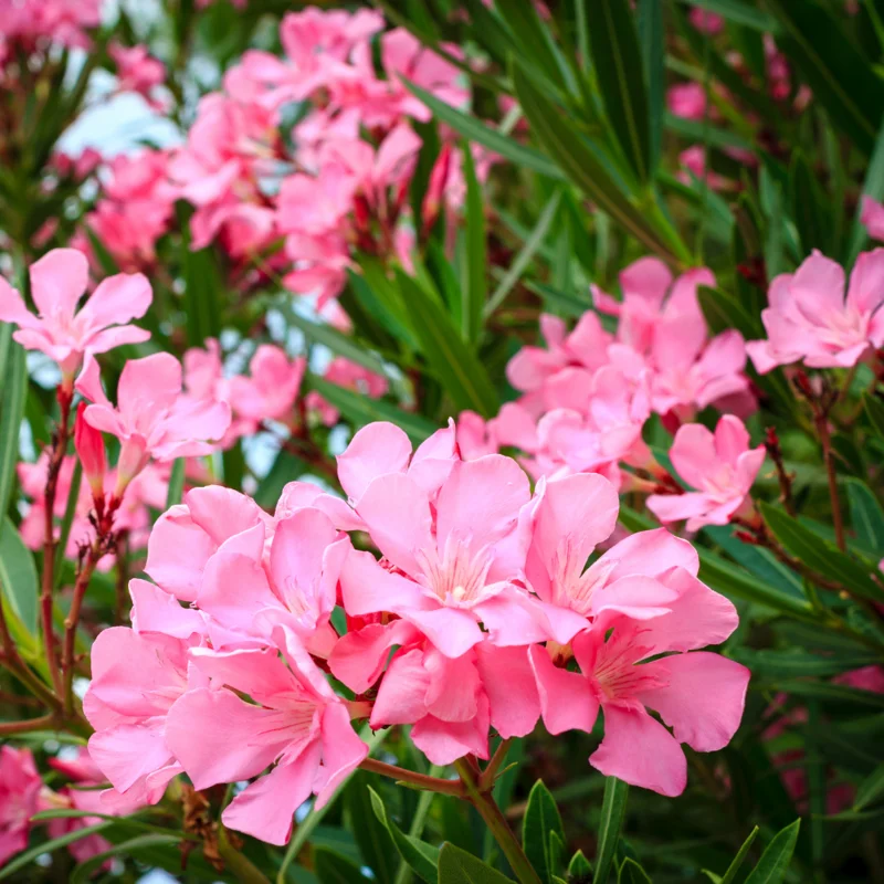 Pink Oleander Plant Live Hardy Oleander Tree Flower Bush