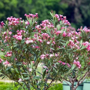 Pink Oleander Plant Live Hardy Oleander Tree Flower Bush