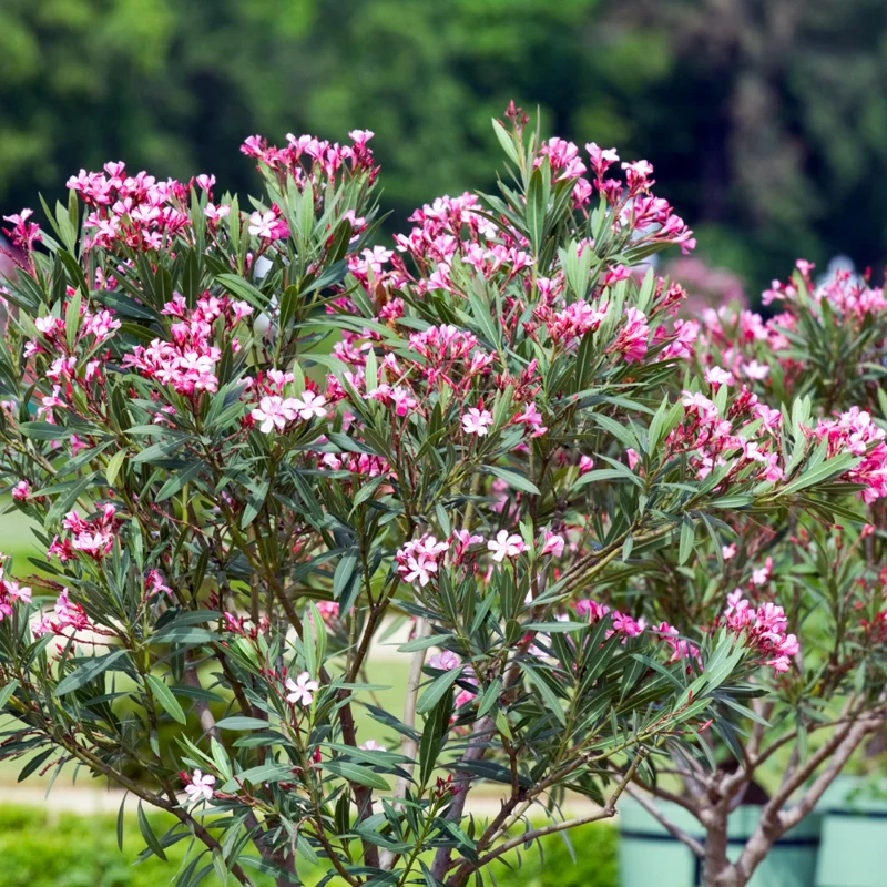 Pink Oleander Plant Live Hardy Oleander Tree Flower Bush