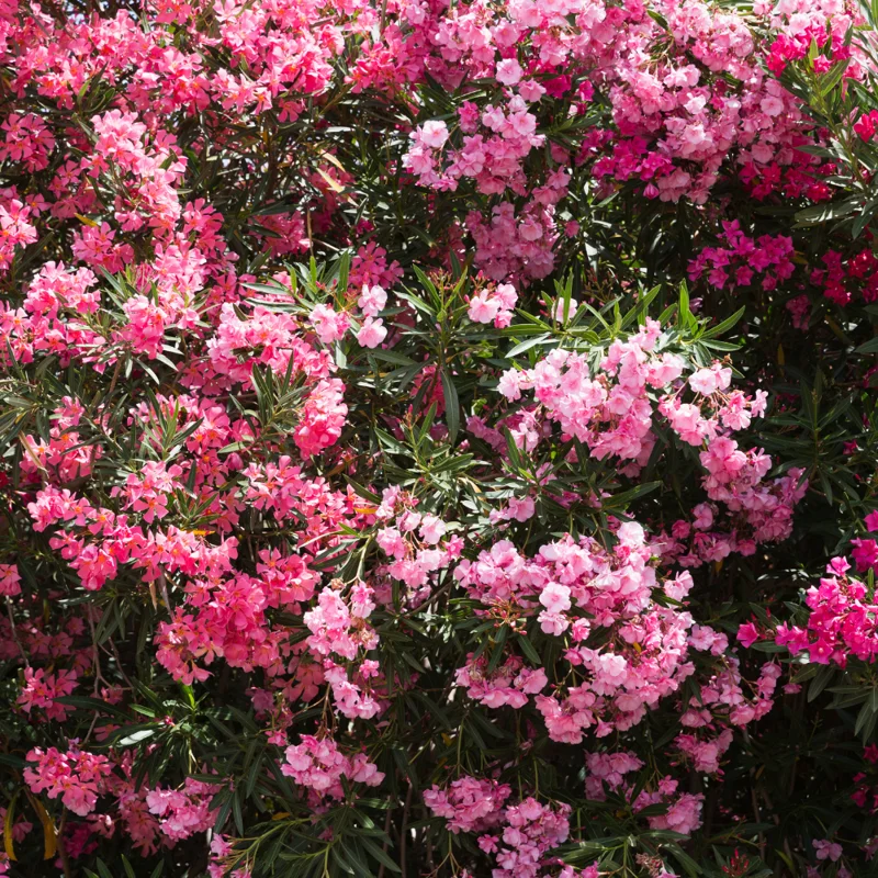 Pink Oleander Plant Live Hardy Oleander Tree Flower Bush