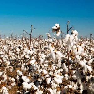 Cotton Tree Bareroot - Live Plant 4-7 Inches Height