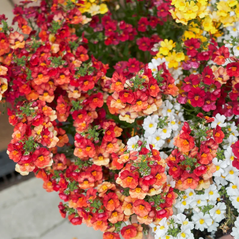 Tropical Nemesia Live Plants Plug Flower Plant Garden Ready