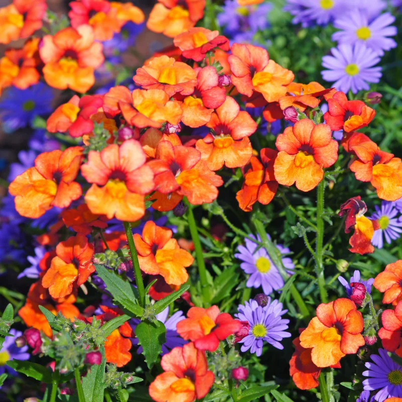 Tropical Nemesia Live Plants Plug Flower Plant Garden Ready
