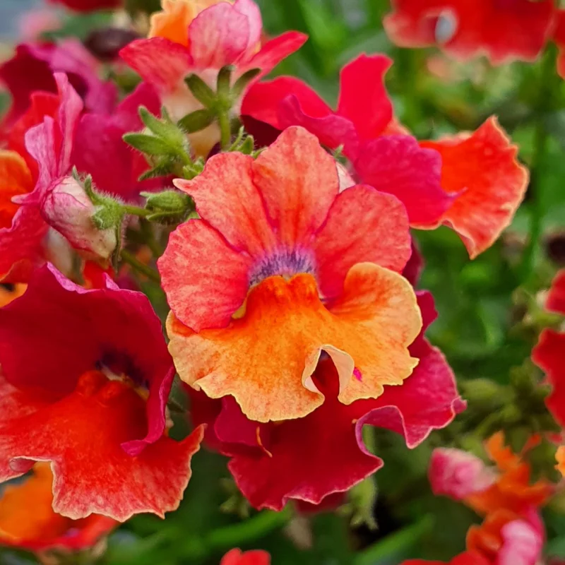 Tropical Nemesia Live Plants Plug Flower Plant Garden Ready