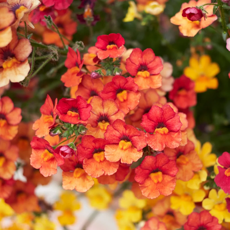 Tropical Nemesia Live Plants Plug Flower Plant Garden Ready