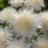 White Sweet Sultan Live Plant - Centaurea Imperialis Plug - 4 Inches Height - Garden Ready