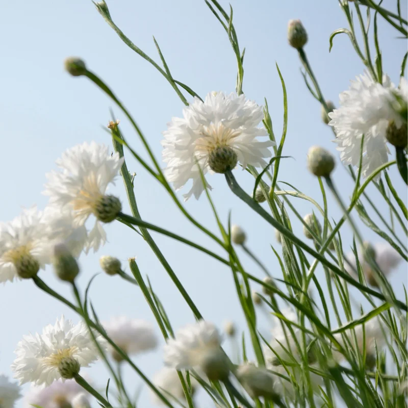 White Sweet Sultan Live Plant - Centaurea Imperialis Plug - 4 Inches Height - Garden Ready
