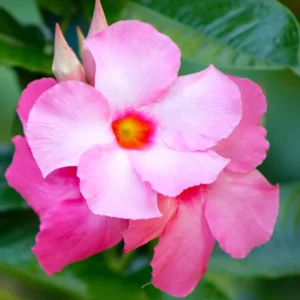 Mandeville Vine Plants - Live Rocktrumpet Flower, 4-6 Inches, Pack of 2